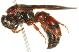 Image de Scoliidae