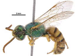 Image of Honey-bellied Agapostemon