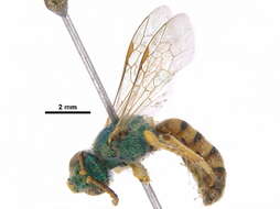 Image of Honey-bellied Agapostemon