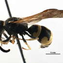 Image of <i>Ancistrocerus albophaleratus</i>