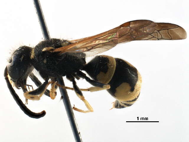 Image of Biota