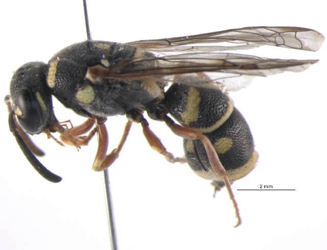 Image of <i>Parancistrocerus <i>bicornis</i></i> bicornis