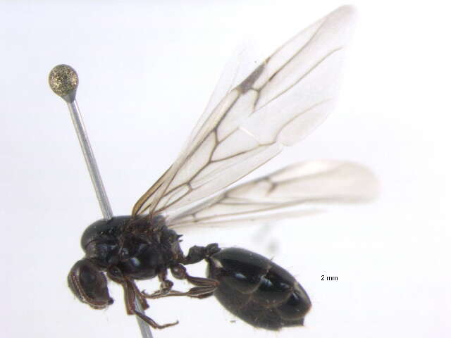 Crematogaster resmi