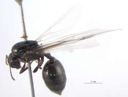 Crematogaster resmi