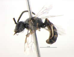 صورة Lasioglossum amicum (Cockerell 1897)