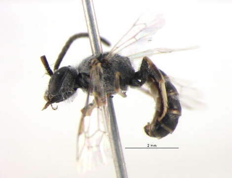 صورة Lasioglossum amicum (Cockerell 1897)