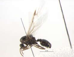 Crematogaster resmi