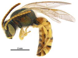 Image of Honey-bellied Agapostemon
