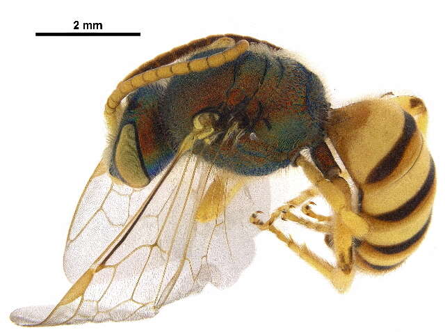 Image of Honey-bellied Agapostemon