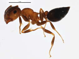 Crematogaster resmi