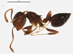 Crematogaster resmi