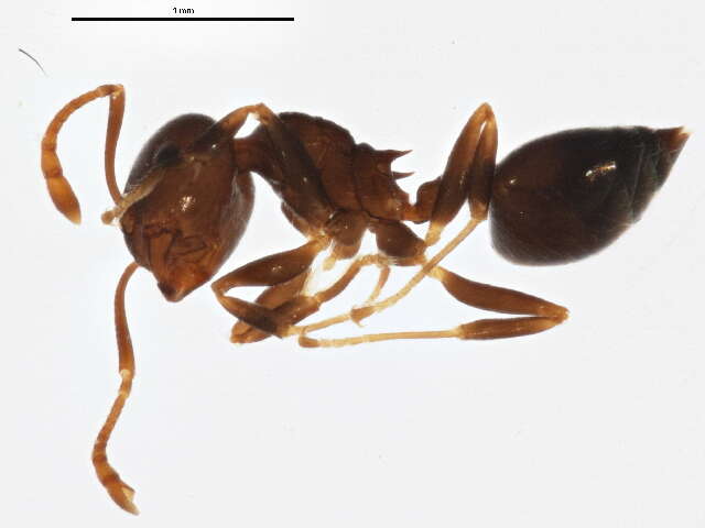 Crematogaster resmi