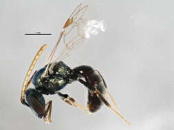 Image of Halictid bee