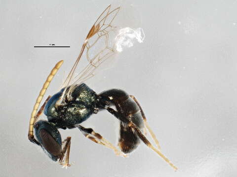 Image of Halictid bee