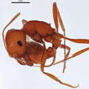 Image of Pogonomyrmex salinus Olsen 1934