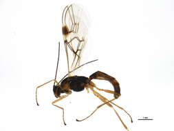 Image of Aleiodes borealis (Thomson 1892)