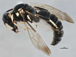 Image of mining bees