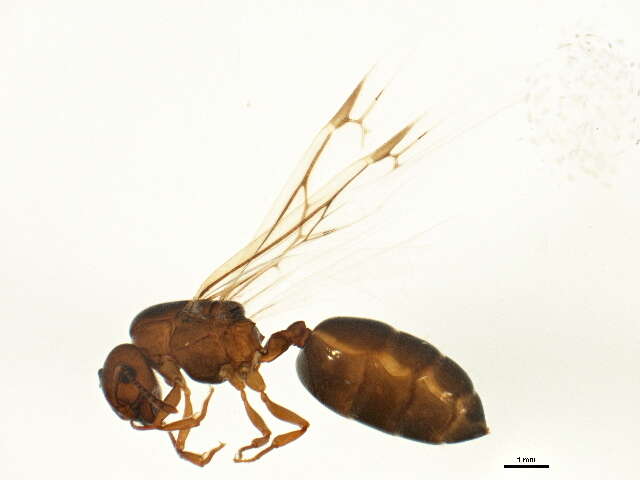 Crematogaster resmi