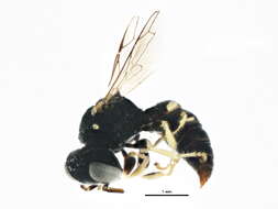 Image of Oxybelini Leach 1815