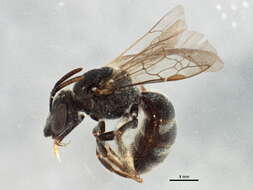 Image of Lasioglossum robertsoni (Crawford 1906)