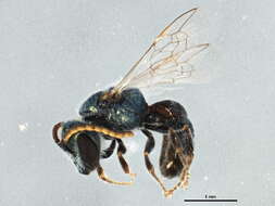 Image of Insecta