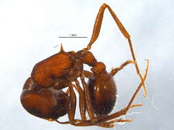 Image of Rough Harvester Ant