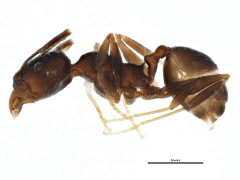 Image of Pheidole sciophila Wheeler 1908