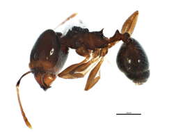 Image of Pheidole sciophila Wheeler 1908