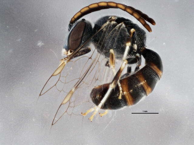 صورة Lasioglossum amicum (Cockerell 1897)