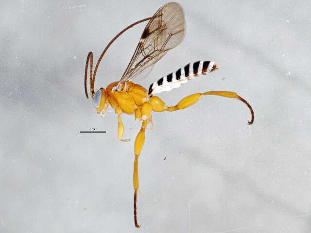 Imagem de Pimpla marginella Brulle 1846