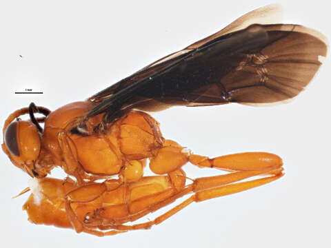 Image of Ctenichneumon