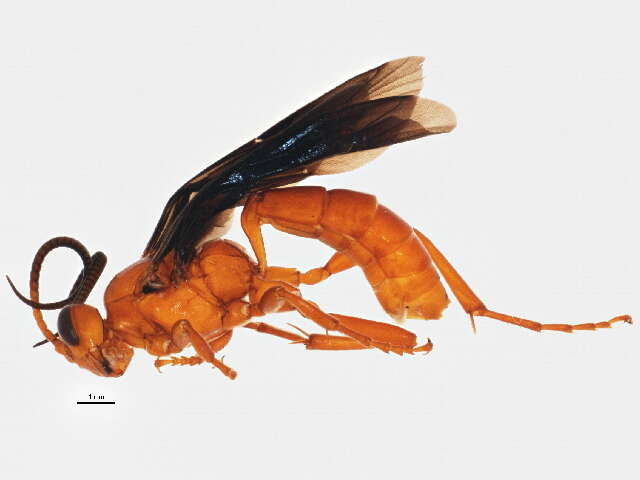 Image of Ctenichneumon