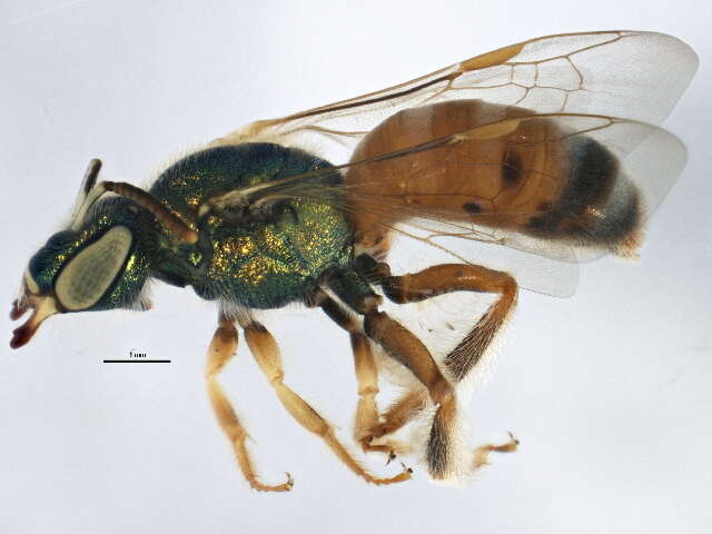 Image of Honey-bellied Agapostemon