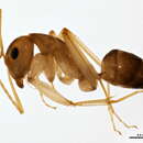 Image of <i>Camponotus fragilis</i>