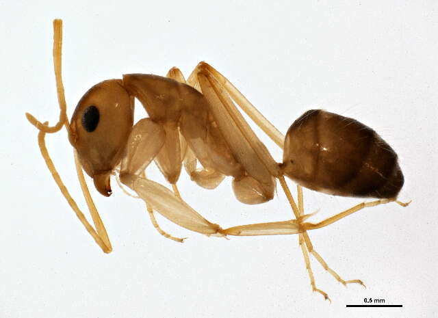 Plancia ëd <i>Camponotus fragilis</i>