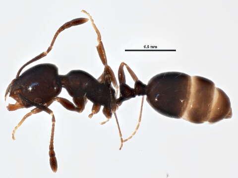 Image of Little Black Ant