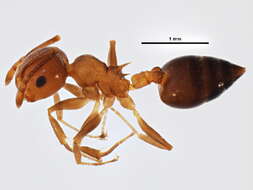 Crematogaster cerasi Fitch 1855 resmi