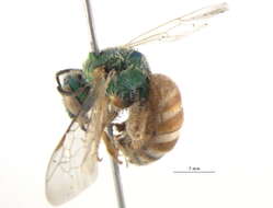 Image of Honey-bellied Agapostemon