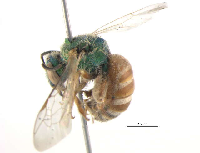 Image of Honey-bellied Agapostemon
