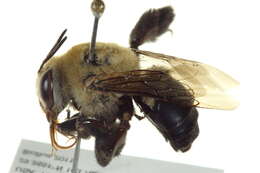 Image of Centridine Bees