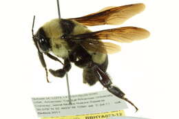 Image of Southern Plains Bumble Bee