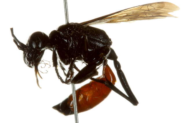 Image of Cutworm Wasps