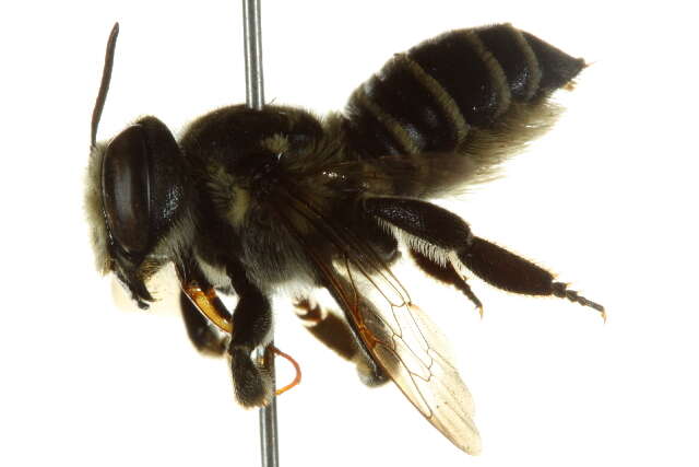 Image of White-footed Leaf-cutter Bee