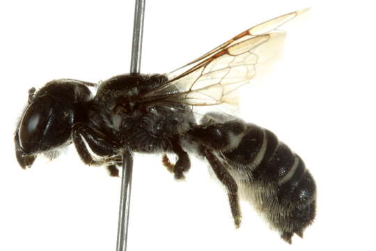 Image of Megachile prosopidis Cockerell 1900