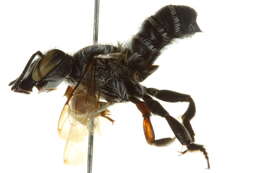 Image of Megachile policaris Say 1831