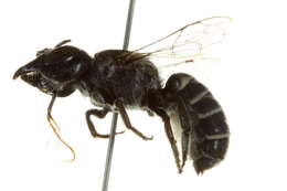 Image of Megachile chilopsidis Cockerell 1900