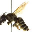 Image of <i>Megachile pugnata pomonae</i>