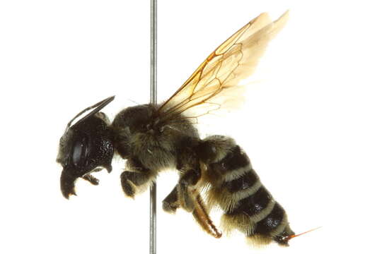 Image of <i>Megachile pugnata pomonae</i>