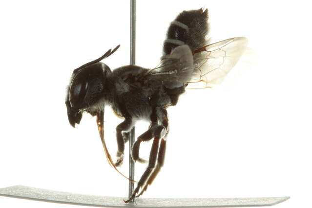 Image of Megachile prosopidis Cockerell 1900