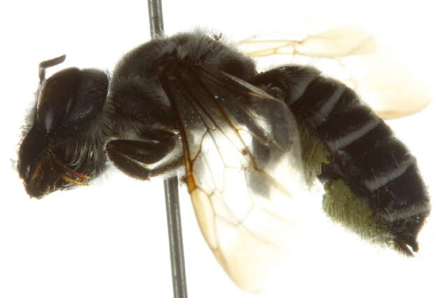 Image of Megachile frugalis pseudofrugalis Mitchell 1937